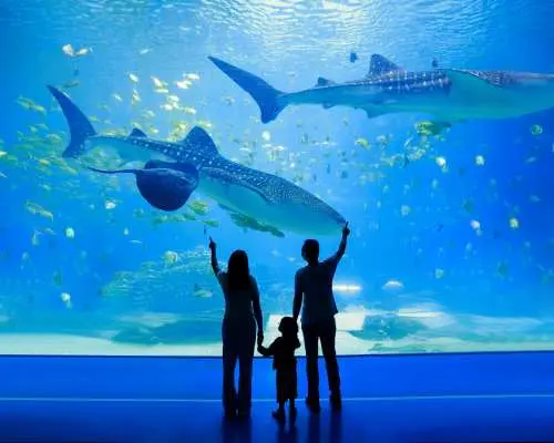 珠海长隆旅拍+专车接送套票