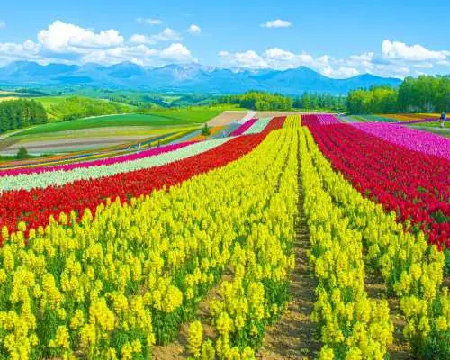 Hokkaido One-Day Bus Tour Biei, Furano, Blue Pond, White Beard Falls, Wakuwaku Bus Line 1 (Standard)