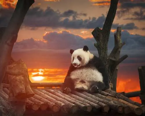 중국 쓰촨성 청두 | 판다 번식 연구 기지 + 두장옌 당일 단체 투어