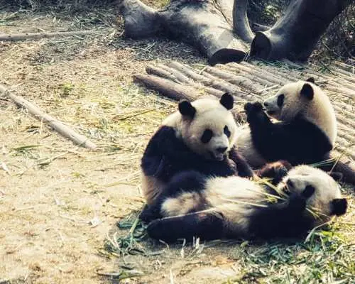 중국 쓰촨성 청두 | 판다 번식 연구 기지 + 두장옌 당일 단체 투어