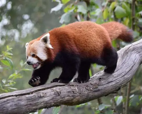 중국 쓰촨성 청두 | 판다 번식 연구 기지 + 두장옌 당일 단체 투어