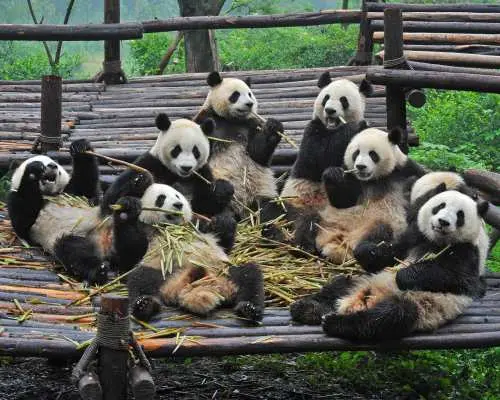 중국 쓰촨성 청두 | 판다 번식 연구 기지 + 두장옌 당일 단체 투어