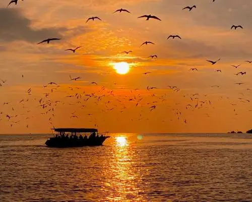 马来西亚瓜拉雪兰莪喂鹰之旅，夕阳余晖下游船剪影与成群飞舞的雄鹰形成壮丽自然景观。