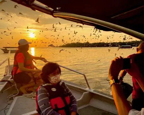 从吉隆坡出发的瓜拉雪兰莪喂鹰体验，游客在夕阳下搭船近距离观赏群鹰飞翔觅食。