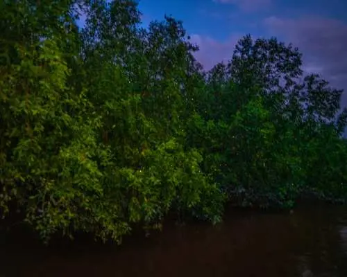 瓜拉雪兰莪红树林夜景，繁茂的树林在暮色中成为萤火虫点亮夜空的理想栖息地。
