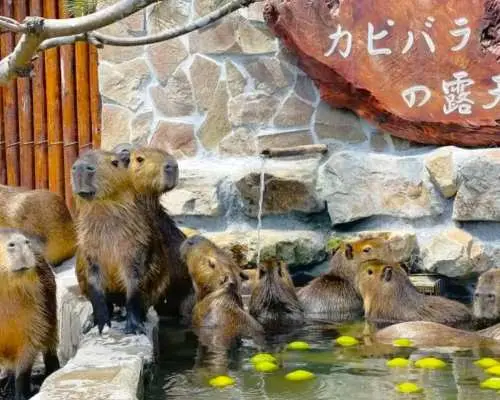 (한국어가이드) 대만 이란 자오시 단독 투어