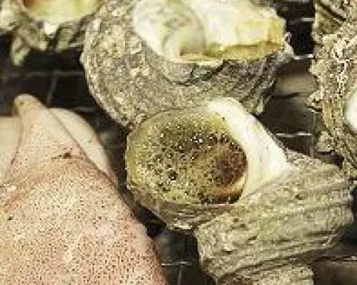 Amakusa Dolphin Watching and Seafood BBQ Day Trip with Grilled Abalone [Departing from/Returning to Hakata]
