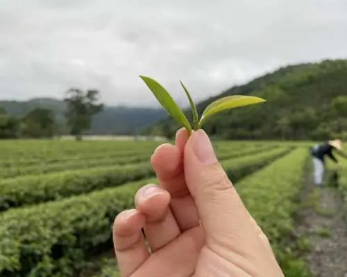 宜蘭冬山 |蘭陽賞螢二日遊