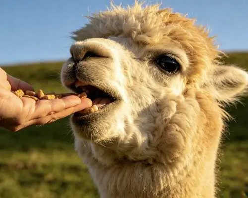 Seoul Alpaca World Shared Day Trip | Seoraksan Cable Car, Luge & Water Park Options