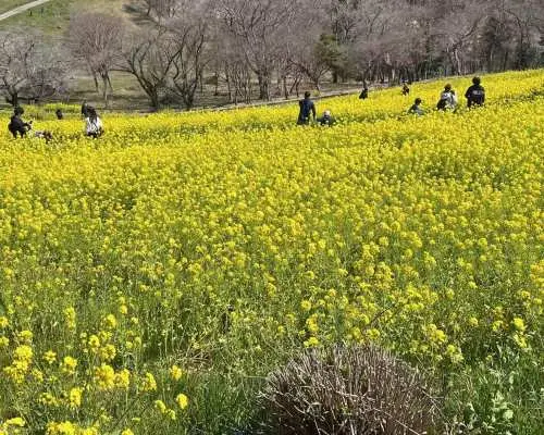 일본 | [도쿄 출발] 지바/사이타마/요코하마 관광 - 10시간 전세 차량
