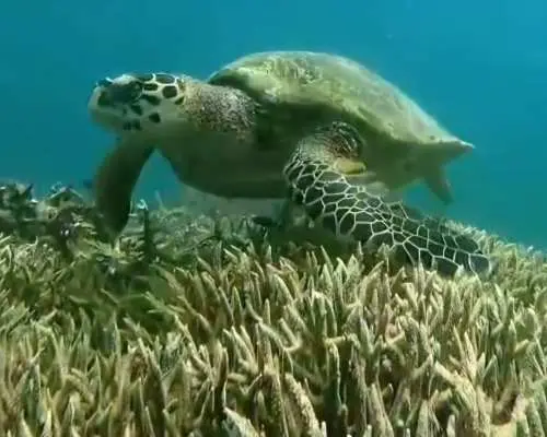 [Lombok] 1-Day Private Island Hopping & Snorkeling: Gili Gede, Asahan, Rengit & Layar