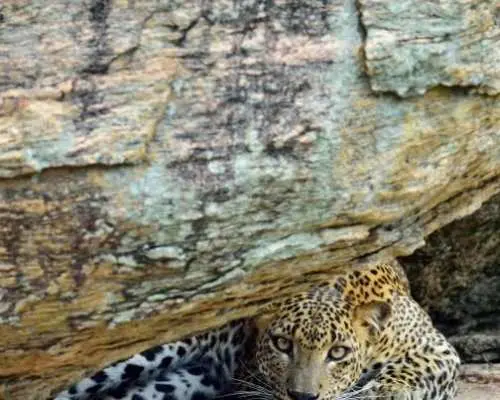 Udaipur To Jodhpur Drop Included with featuring Ranakpur Jain Temple and Jawai Leopard Safari