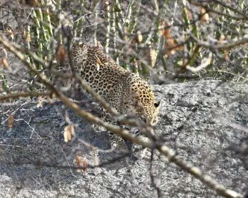 Jodhpur To Udaipur Drop with Visit Kumbhalgarh Fort, Ranakpur Jain Temple and Jawai Leopard Safari.