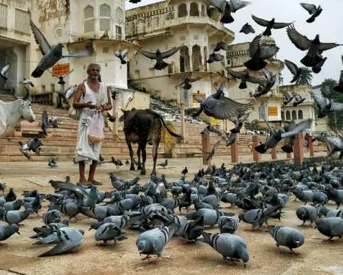 Tham quan Pushkar với dịch vụ đưa đón Jodhpur từ Jaipur.