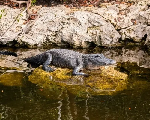 Miami | Private Everglades Tour | Departure from Miami | Door to Door Experience