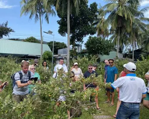 Half-Day Tour | East Phu Quoc Discovery | Pepper Farm, Sim Wine, Waterfall, Local Market & Fishing Village with Lunch | Vietnam