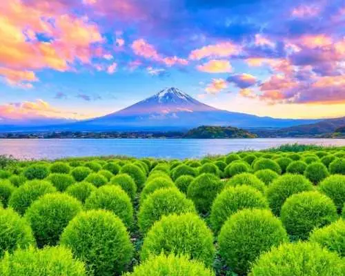 Tokyo Mt. Fuji and Sumo Performance Full-Day Cultural Tour