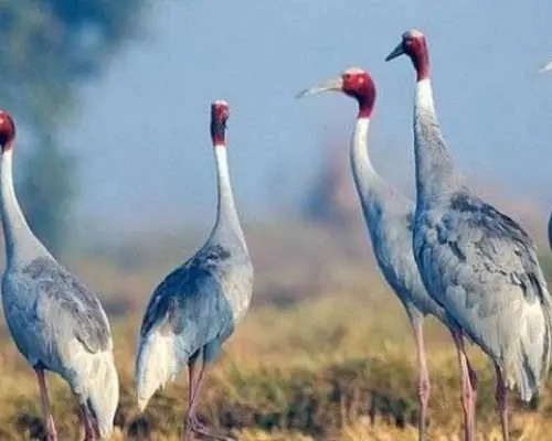Explore Chand Baori, Bharatpur Bird Sanctuary And Fatehpur Sikri With Agra Drop From Jaipur.
