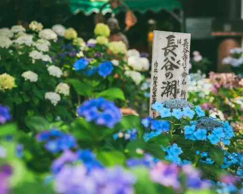 東京・鎌倉あじさい日帰り旅行 |長谷寺のあじさい畑、江の島の海、鶴岡八幡宮 |東京発
