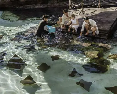 Bali Marine Safari Adventure | Interactive Marine Life Experience | Departure from Bali