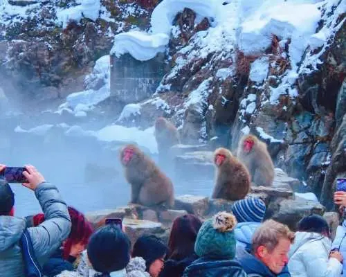 【冬季限定】長野雪猴溫泉・善光寺・地獄谷野猿公苑一日遊｜含門票＆信州特色午餐｜新宿出發
