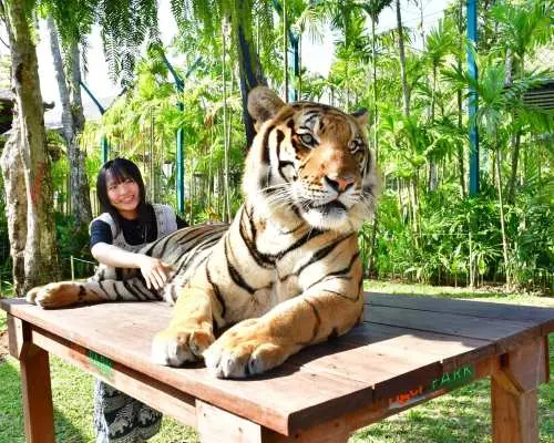 Tiger Park Kathu Phuket | Thailand