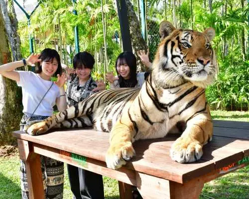 Tiger Park Kathu Phuket | Thailand