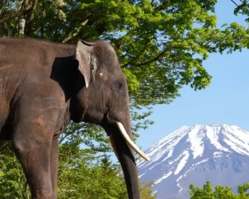 東京富士野生動物園叢林巴士・伊豆水果公園水果吃到飽・箱根神社＆蘆之湖海上鳥居一日遊｜東京出發