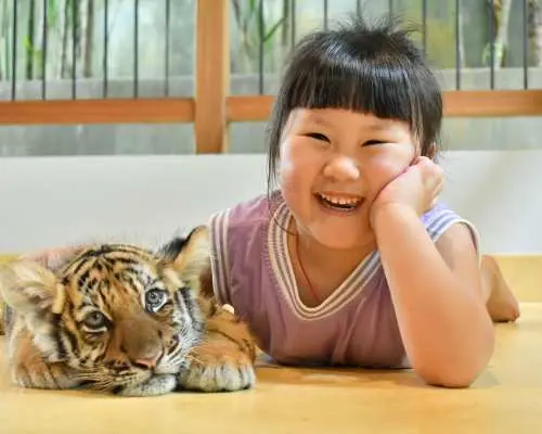 Tiger Park Big Buddha Phuket | Thailand