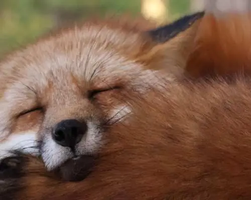 【Departure from Sendai】Volcanic Lake Okama & Miyagi Zao Fox Village Day Trip | Minimum 2 people required, Private transfer, Multilingual service (Miyagi Prefecture)