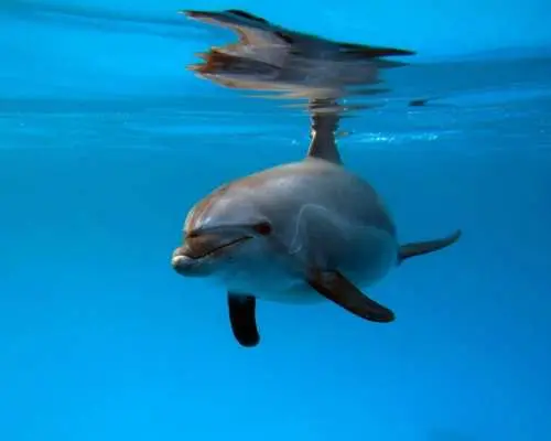 Hurghada Dolphin House Snorkeling and Dolphin Watching Tour