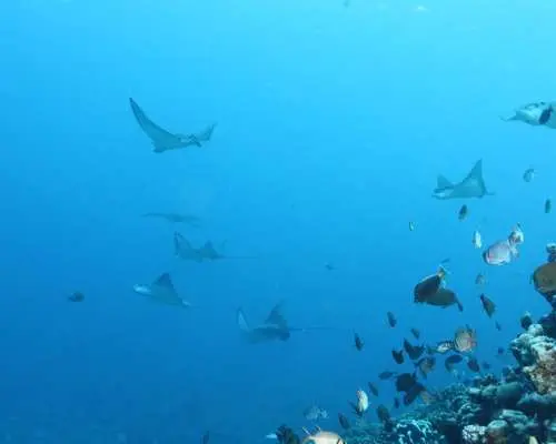 Saipan Laolao Beach Turtle Experience Diving