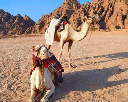 Sharm El Sheikh Camel Riding Tour With Desert Adventure