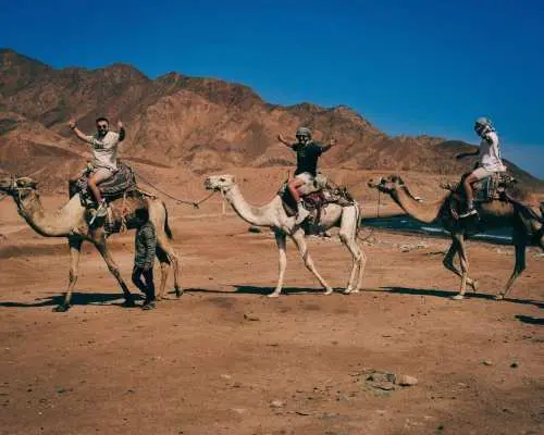 Sharm El Sheikh Camel Riding Tour With Desert Adventure