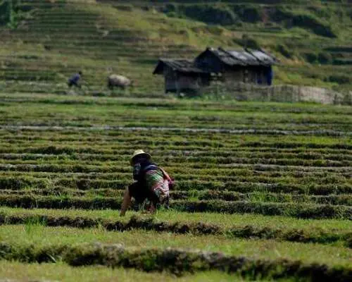 Cat Cat Village Half-day Tour From Sapa