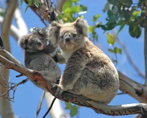 Australia | Melbourne Reverse Great Ocean Road Off-Peak Day Trip [Door-to-Door Pickup/Multiple Tour Options/Chinese Service/Twelve Apostles]