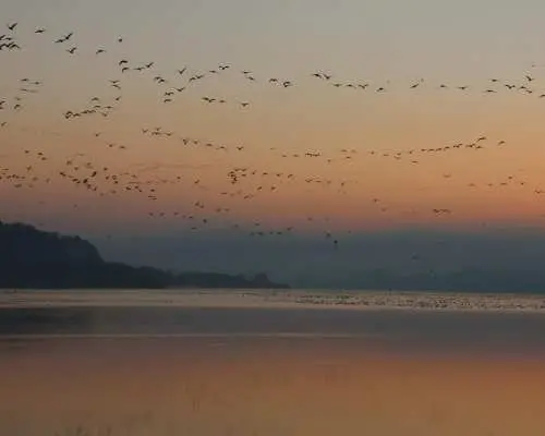 【仙台出發】野鳥與世界遺產兩日遊｜伊豆沼白額雁＆登米明治村＆中尊寺金色堂深度旅遊｜鄉村飯店住一晚｜6人成團・專車接送・多語言服務（宮城縣）