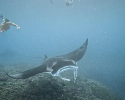 Bali Premium Yacht Cruise to Nusa Penida | Manta Ray Snorkeling & Island Tour | Departure from Bali