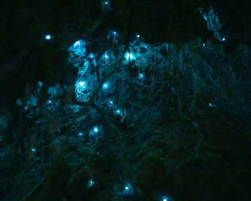 春溪自然桥蓝光虫子夜游