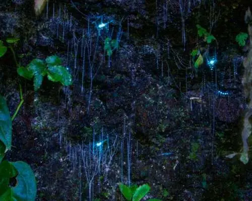 春溪自然桥蓝光虫子夜游