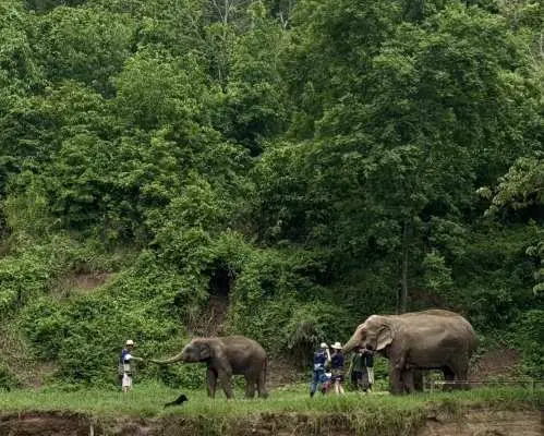 Chiang Mai New Elephant Home Experience, Long Neck Village & Bua Tong Sticky Waterfall Day Tour | Thailand