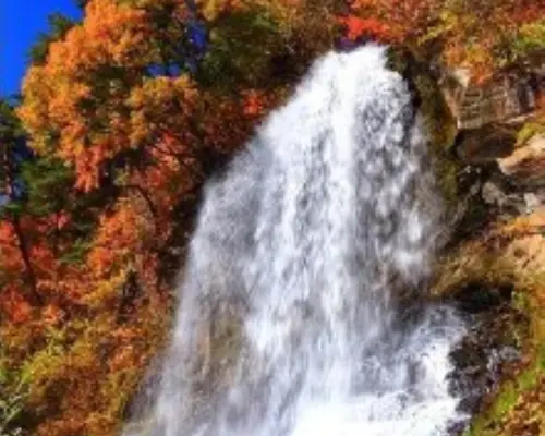 Nagano Autumn Foliage Scenic Spots Tour: Mishaka Pond, Yokoya Valley, Otome Falls, Chōenji Temple + Shinshu Pork Shabu-Shabu & Dinner Bento | [Departing from Shinjuku]