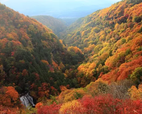 Nagano Autumn Foliage Scenic Spots Tour: Mishaka Pond, Yokoya Valley, Otome Falls, Chōenji Temple + Shinshu Pork Shabu-Shabu & Dinner Bento | [Departing from Shinjuku]
