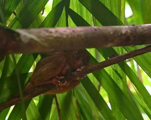 Bohol | Chocolate Hills, Tarsiers, and Loboc River Day Tour | Philippines
