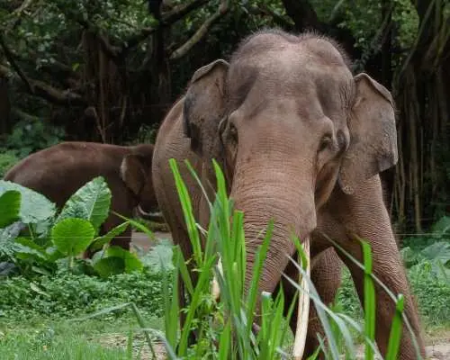 [Private Tour] Agra Sunrise Taj Mahal & Wildlife SOS Elephant Sanctuary | From Delhi