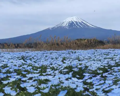 东京包车｜富士山・河口湖・忍野八海私人包车一日游｜路线自由搭配・中英日司机