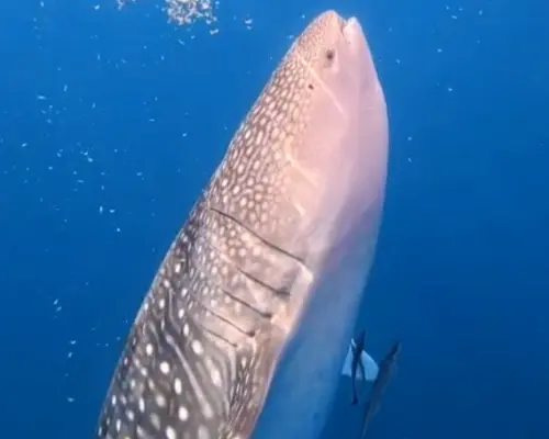 Boracay: Libertad Whale Shark Tour with Orientation – Meet the Gentle Giants of the Ocean