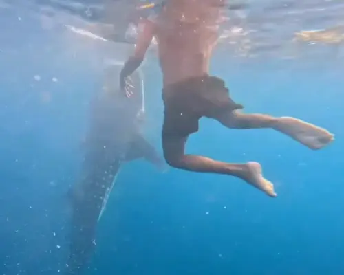 Boracay: Libertad Whale Shark Tour with Orientation – Meet the Gentle Giants of the Ocean