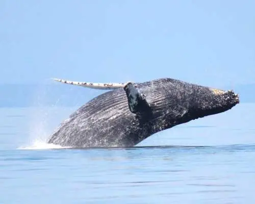 Whale watching season (April-October) | Half-day whale watching tour to the Salisley Islands, Gulf of Canada, from Steveston fishing village, Canada | Shuttle service available