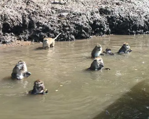 랑카위 맹그로브 보호 구역의 얕은 물에서 활기찬 원숭이 무리가 장난치며 놀고 있으며, 독특한 자연 행동과 생태 환경을 보여줍니다.
